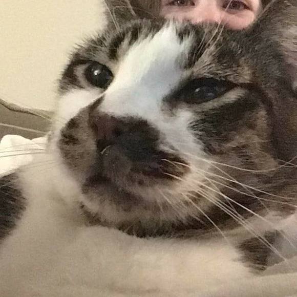 Meet your Posher, Pdub - Picture 1 of 1